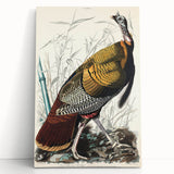 Detailed Wild Turkey Realism Art Print - Classical Realism Canvas Decor