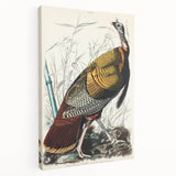 Detailed Wild Turkey Realism Art Print - Classical Realism Canvas Decor