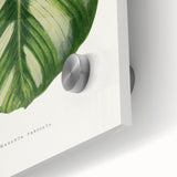 Romanticism Art - Green Maranta Fasciata Leaf Illustration