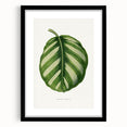 Romanticism Art - Green Maranta Fasciata Leaf Illustration