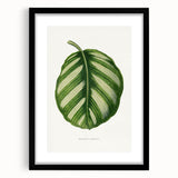 Romanticism Art - Green Maranta Fasciata Leaf Illustration