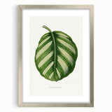 Romanticism Art - Green Maranta Fasciata Leaf Illustration