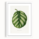 Romanticism Art - Green Maranta Fasciata Leaf Illustration
