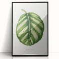 Romanticism Art - Green Maranta Fasciata Leaf Illustration