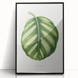 Romanticism Art - Green Maranta Fasciata Leaf Illustration