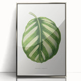 Romanticism Art - Green Maranta Fasciata Leaf Illustration