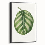 Romanticism Art - Green Maranta Fasciata Leaf Illustration