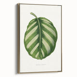 Romanticism Art - Green Maranta Fasciata Leaf Illustration