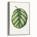 Romanticism Art - Green Maranta Fasciata Leaf Illustration