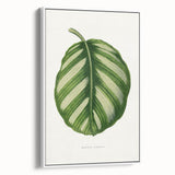 Romanticism Art - Green Maranta Fasciata Leaf Illustration