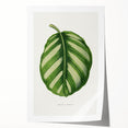 Romanticism Art - Green Maranta Fasciata Leaf Illustration