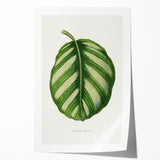 Romanticism Art - Green Maranta Fasciata Leaf Illustration