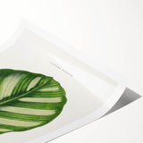 Romanticism Art - Green Maranta Fasciata Leaf Illustration