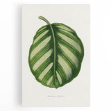 Romanticism Art - Green Maranta Fasciata Leaf Illustration