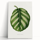 Romanticism Art - Green Maranta Fasciata Leaf Illustration