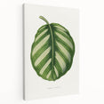 Romanticism Art - Green Maranta Fasciata Leaf Illustration