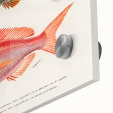 Romanticism Art - Illustrated Fishes by Charles Dessalines d'Orbigny