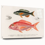 Romanticism Art - Illustrated Fishes by Charles Dessalines d'Orbigny