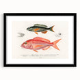 Romanticism Art - Illustrated Fishes by Charles Dessalines d'Orbigny