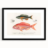 Romanticism Art - Illustrated Fishes by Charles Dessalines d'Orbigny