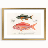 Romanticism Art - Illustrated Fishes by Charles Dessalines d'Orbigny