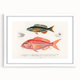 Romanticism Art - Illustrated Fishes by Charles Dessalines d'Orbigny