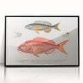 Romanticism Art - Illustrated Fishes by Charles Dessalines d'Orbigny