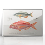 Romanticism Art - Illustrated Fishes by Charles Dessalines d'Orbigny