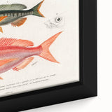 Romanticism Art - Illustrated Fishes by Charles Dessalines d'Orbigny