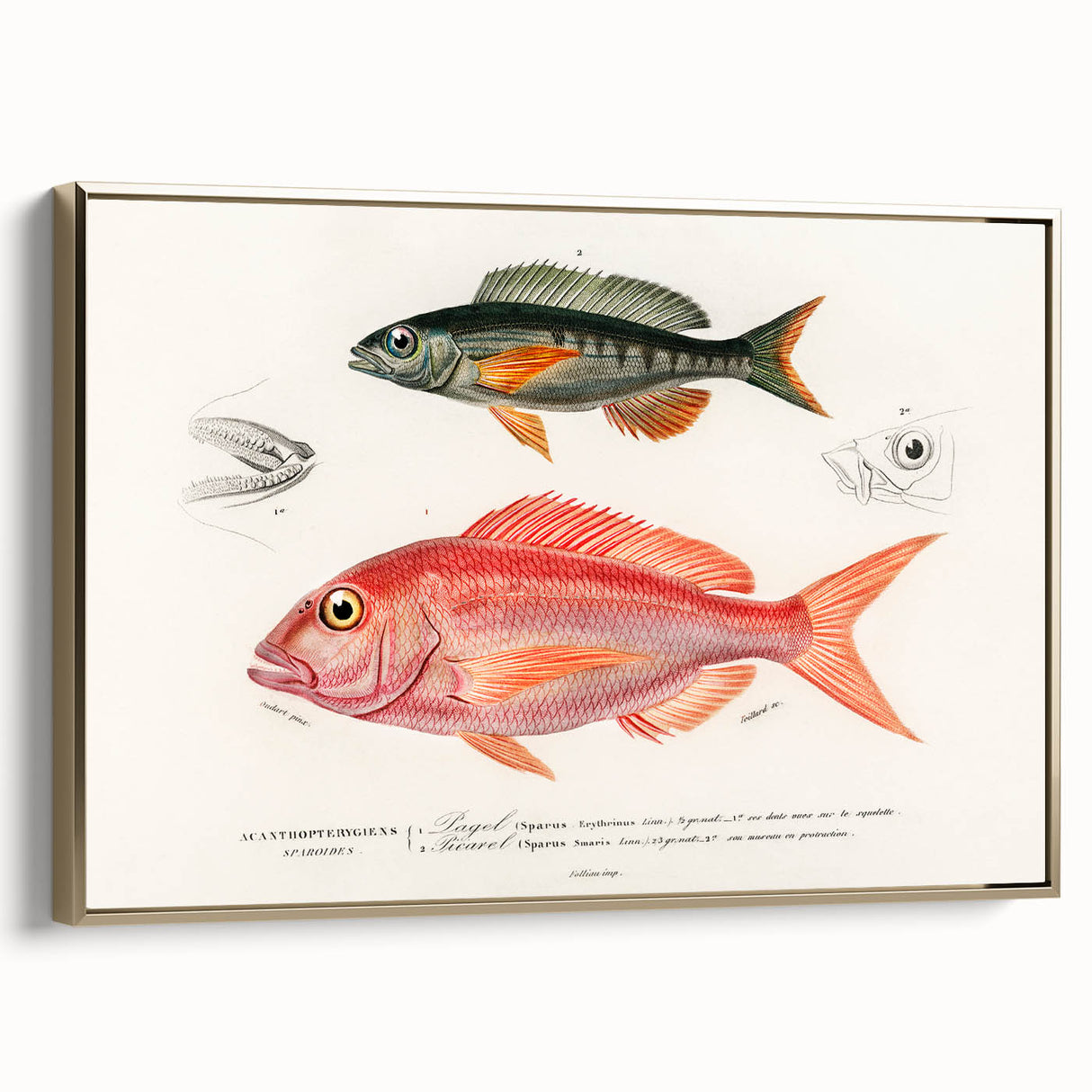 Romanticism Art - Illustrated Fishes by Charles Dessalines d'Orbigny