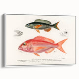 Romanticism Art - Illustrated Fishes by Charles Dessalines d'Orbigny