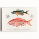 Romanticism Art - Illustrated Fishes by Charles Dessalines d'Orbigny