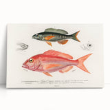 Romanticism Art - Illustrated Fishes by Charles Dessalines d'Orbigny