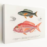 Romanticism Art - Illustrated Fishes by Charles Dessalines d'Orbigny