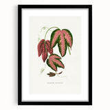 Romanticism Art - Passiflora Trifasciata Leaf Illustration