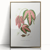 Romanticism Art - Passiflora Trifasciata Leaf Illustration