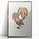 Romanticism Art - Passiflora Trifasciata Leaf Illustration