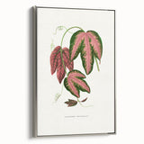 Romanticism Art - Passiflora Trifasciata Leaf Illustration