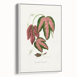 Romanticism Art - Passiflora Trifasciata Leaf Illustration