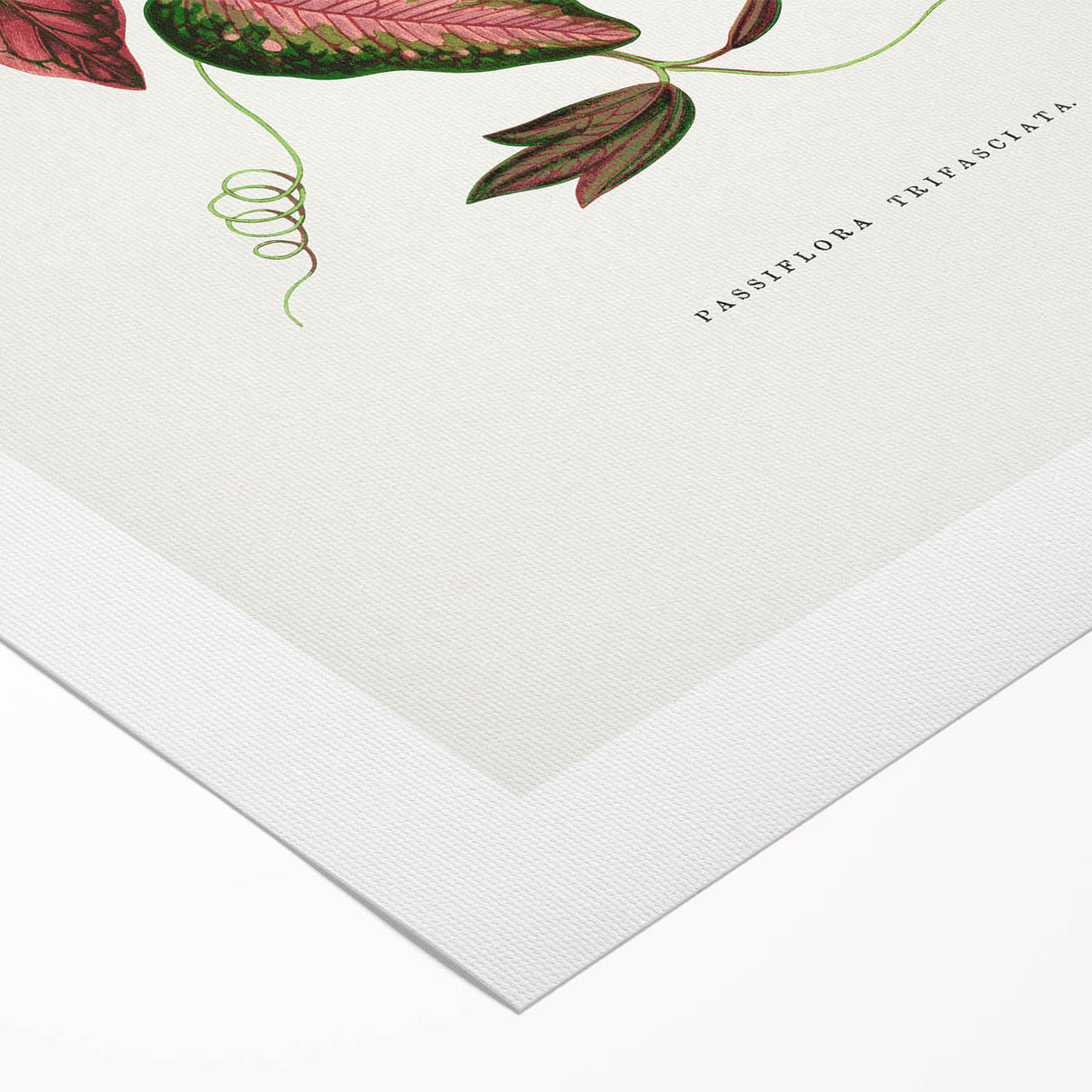 Romanticism Art - Passiflora Trifasciata Leaf Illustration