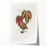 Romanticism Art - Passiflora Trifasciata Leaf Illustration