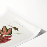 Romanticism Art - Passiflora Trifasciata Leaf Illustration