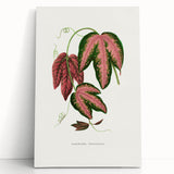 Romanticism Art - Passiflora Trifasciata Leaf Illustration
