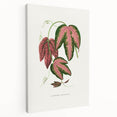 Romanticism Art - Passiflora Trifasciata Leaf Illustration