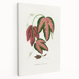 Romanticism Art - Passiflora Trifasciata Leaf Illustration