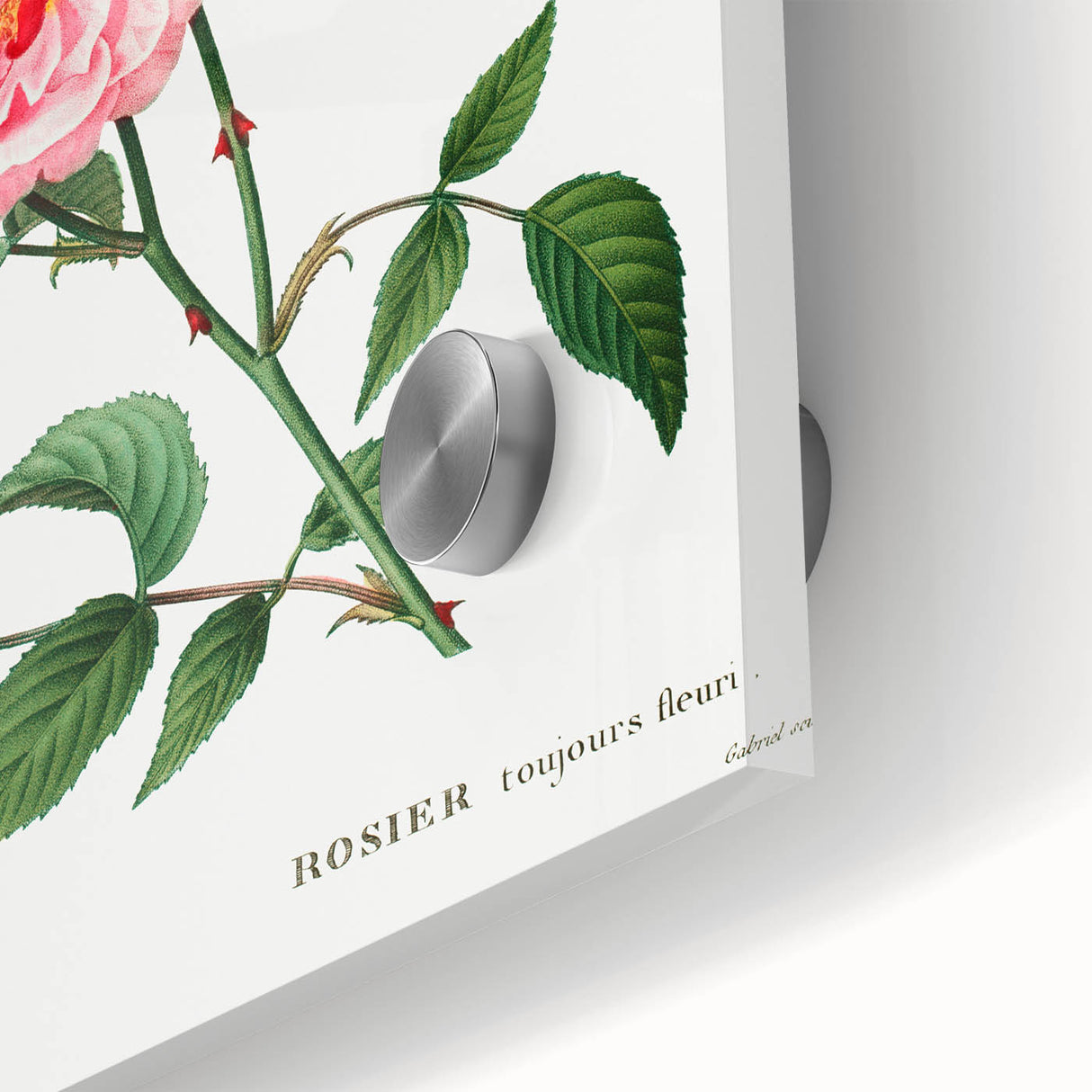 Neoclassical Art Print: Ever-blowing Rose by Redouté - Classic Floral Art