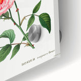 Neoclassical Art Print: Ever-blowing Rose by Redouté - Classic Floral Art