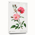 Neoclassical Art Print: Ever-blowing Rose by Redouté - Classic Floral Art