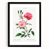 Neoclassical Art Print: Ever-blowing Rose by Redouté - Classic Floral Art