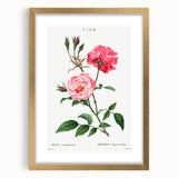 Neoclassical Art Print: Ever-blowing Rose by Redouté - Classic Floral Art